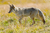 WLD 08 MC0004 01
Coyote Hunting In Meadow Yellowstone National Park