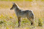 WLD 08 MC0005 01
Coyote Standing Alert In Meadow Yellowstone National Park