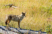 WLD 08 MC0006 01
Coyote Standing Alert On Log Yellowstone National Park