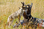 WLD 08 MC0007 01
Coyote Standing Alert On Log Yellowstone National Park