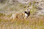 WLD 08 MC0008 01
Coyote Standing In Meadow Watching Bird Fly Overhead Yellowstone National Park