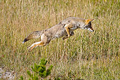 WLD 08 MC0009 01
Coyote Leaping Through Field Yellowstone National Park