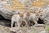 WLD 08 RF0009 01
Three Coyote Pups Standing By Den