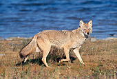WLD 08 KH0001 01
Coyote Running In Field By Water