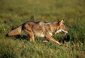 WLD 08 LS0001 01
Profile Of Coyote Running Across Field