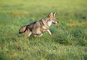 WLD 08 LS0002 01
Coyote Running Across Field