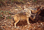 WLD 08 RK0004 02
Coyote Standing On Dirt With Leaves Looking Back Growling By Tree Trunk