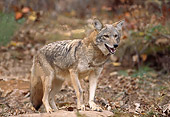 WLD 08 RK0007 01
Coyote Standing On Dirt With Old Leaves
