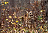WLD 08 RK0009 02
Coyote Standing On Dirt With Old Leaves By Tall Dry Plants