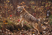 WLD 08 RK0014 02
Coyote Standing On Hind Legs On Dirt With Old Leaves