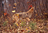 WLD 08 RK0016 02
Profile Shot Of Coyote Walking On Dirt With Leaves And Tall Branches