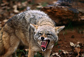 WLD 08 RK0017 01
Close Up Of Coyote Facing Camera Growling Teeth Showing