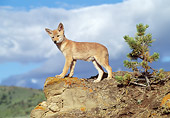 WLD 08 RW0001 01
Coyote Pup Standing On Rock Cliff By Small Tree