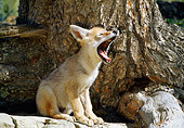 WLD 08 RW0002 01
Coyote Pup Sitting On Rock Howling