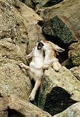 WLD 08 RW0003 01
Two Coyote Pups Sitting On Boulders Kissing