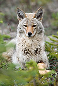 WLD 08 TK0001 01
Head-On View Of Coyote Laying On Ground By Evergreen Trees