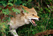 WLD 08 TK0002 01
Close-Up Of Coyote Snarling Behind Trees