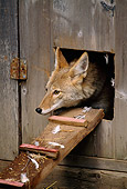 WLD 08 TK0003 01
Head Shot Of Coyote Peering From Chicken Coop