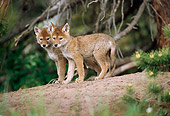 WLD 08 TL0002 01
Two Coyote Pups Standing On Dirt Mound Under Pine Tree