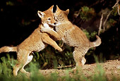 WLD 08 TL0003 01
Two Coyote Pups On Hind Legs Playing Near Den