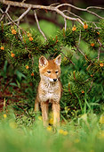 WLD 08 TL0004 01
Portrait Of Coyote Pup Standing Under Pine Bough