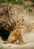 WLD 08 TL0005 01
Profile Portrait Of Coyote Pup Sitting On Dirt Near Entrance To Den