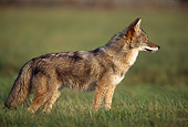 WLD 08 TL0006 01
Profile Portrait Of Coyote Standing In Grass