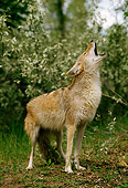 WLD 08 TL0007 01
Portrait Of Coyote Howling In Woods