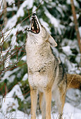 WLD 08 TL0008 01
Portrait Of Coyote Howling In Winter Woods