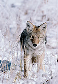 WLD 08 TL0009 01
Portrait Of Coyote Standing Facing Camera In Snowy Field