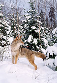 WLD 08 TL0010 01
Portrait Of Coyote Standing Before Evergreens In Winter Woods Blue Sky