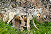 WLD 08 TL0012 01
Coyote Mother Feeding Litter Of Pups Standing On Grass By Boulder