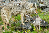 WLD 08 TL0013 01
Coyote Mother Stepping On Rock By Pup
