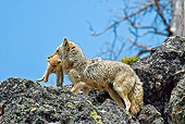 WLD 08 TL0014 01
Coyote Mother Moving Pup On Rocky Hill Blue Sky