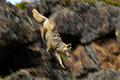 WLD 08 TL0015 01
Coyote Climbing Down Rocks Blurred Motion