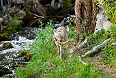 WLD 08 TL0016 01
Coyote Approaching Camera By Stream Holding Cutthroat Trout Rocky Mountains