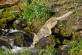 WLD 08 TL0017 01
Coyote Fishing In Stream For Cutthroat Trout Rocky Mountains