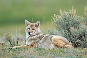 WLD 08 TL0018 01
Coyote Laying In Field By Shrub Rocky Mountains