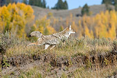 WLD 08 TL0019 01
Coyote Kicking Dirt After Marking Territory By Autumn Trees Hills