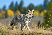 WLD 08 TL0020 01
Coyote Walking In Field By Autumn Trees Hills