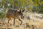 WLD 08 TL0021 01
Coyote Snarling And Walking In Field By Shrubs Southwestern Desert