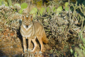 WLD 08 TL0022 01
Coyote Standing By Cacti Southwestern Desert