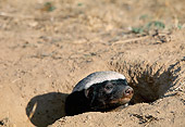 WLD 09 MH0001 01
Head Shot Of Badger Peeking Out Of Den In Savanna Africa
