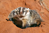 WLD 09 RK0011 04
Badger Sitting And Facing Camera On Soft Red Dirt