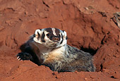 WLD 09 RK0013 03
Badger Coming Out Of Hole