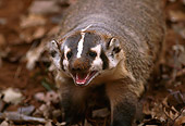 WLD 09 RK0022 01
Close Up Of Badger Standing And Facing Camera On Dirt With Leaves Growling Mouth Open Teeth Showing