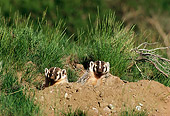 WLD 09 TL0001 01
Two Young Badgers Peering From Den With Grass And Dirt