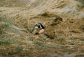 WLD 09 TL0002 01
Head Shot Of Badger Peering From Den Surrounded By Grass