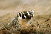 WLD 09 TL0003 01
Head Shot Of Badger Peering From Den Surrounded By Grass
