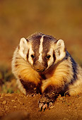 WLD 09 TL0004 01
Portrait Of Badger Emerging From Den Onto Dirt